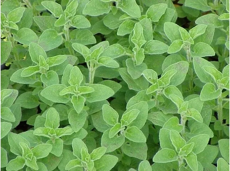 origano pianta foglie