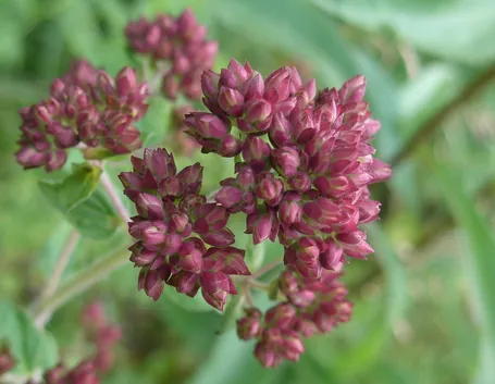 Boccioli di origano selvatico