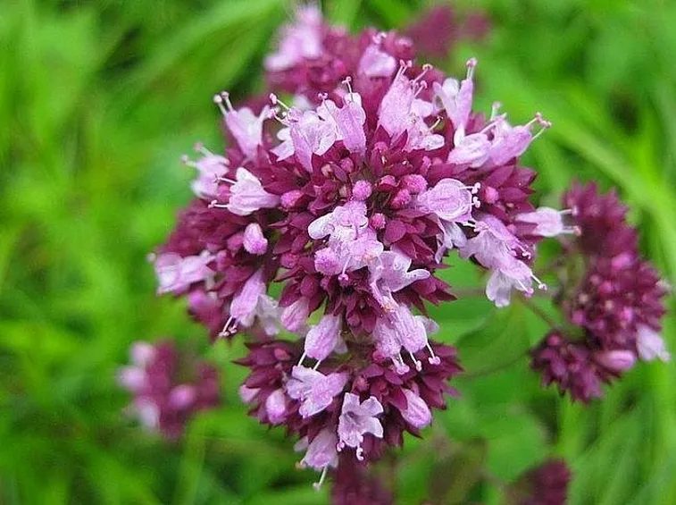 Fiori di origano selvatico