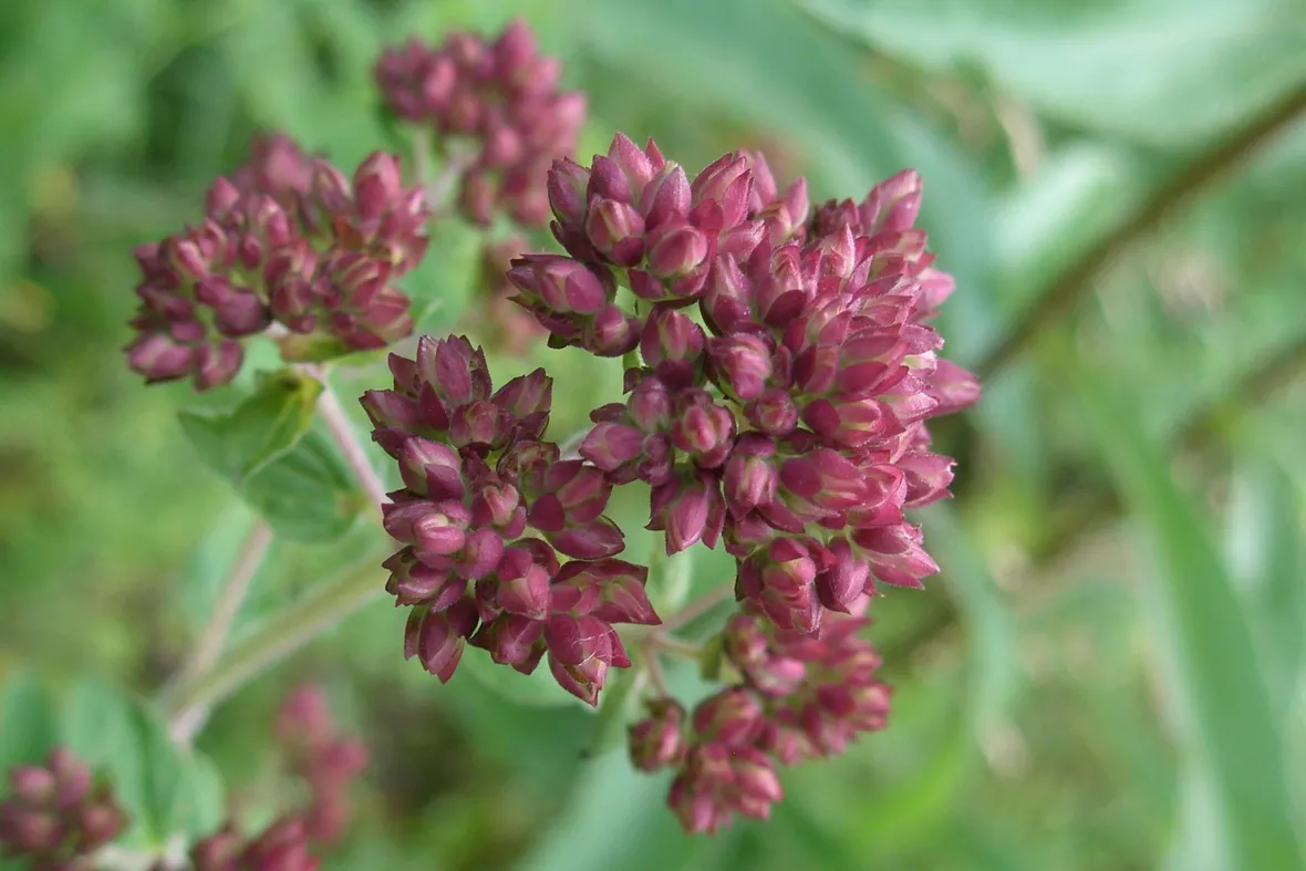 Boccioli di origano selvatico