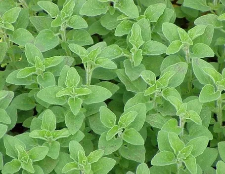 origanum vulgare thumbles varity