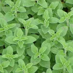 origanum vulgare thumbles varity