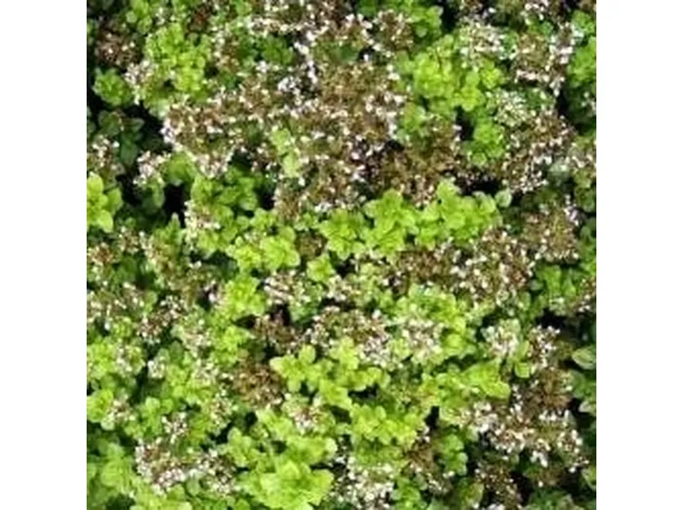 origanum vulgare compactum