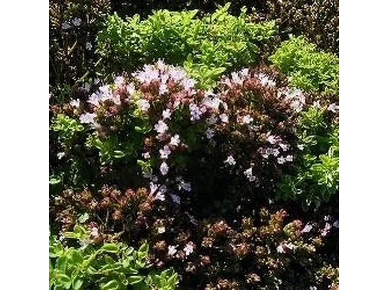 origanum vulgare