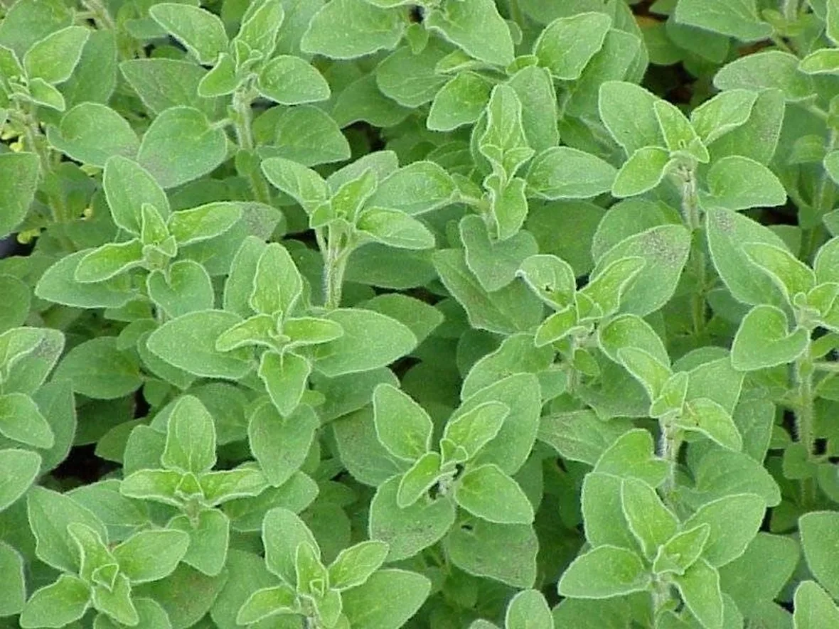 origanum vulgare thumbles varity
