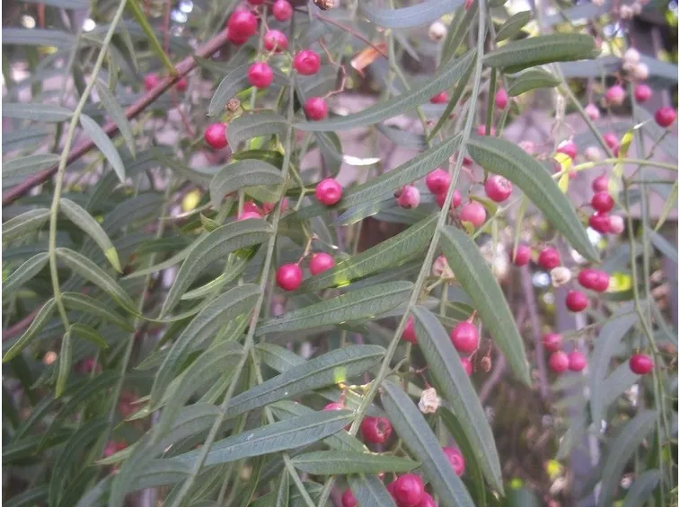 Ramo albero pepe