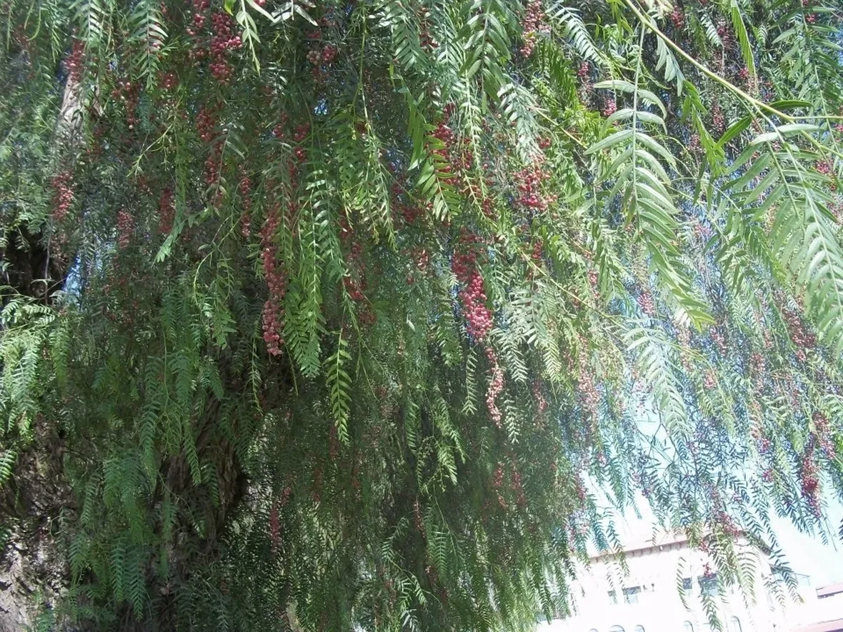 Chioma pianta pepe rosa