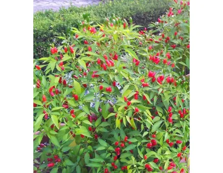 Pianta di peperoncino