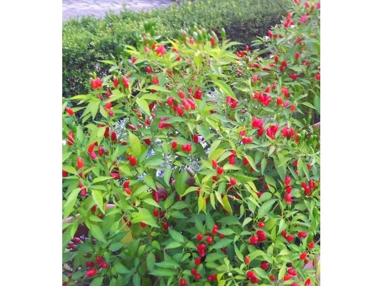 Pianta di peperoncino