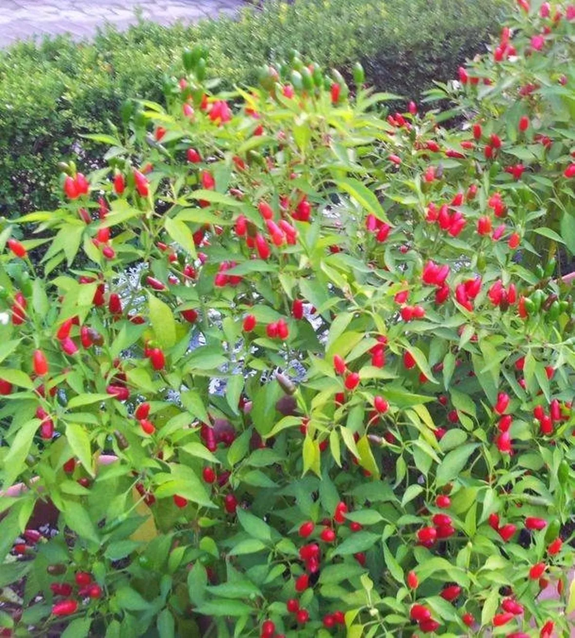 Pianta di peperoncino