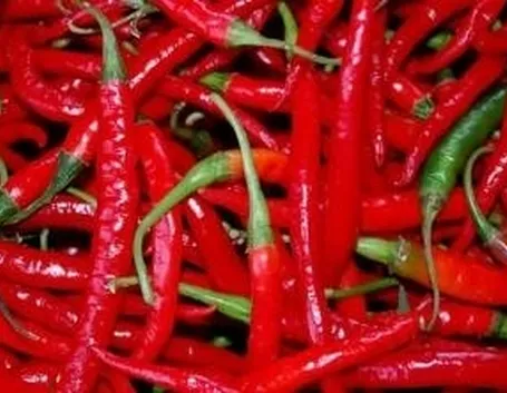 peperoncino piccante 1