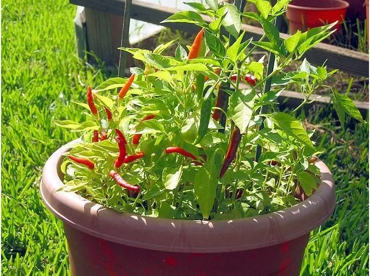 Una varietà di peperoncino