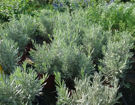 Campo di piante aromatiche