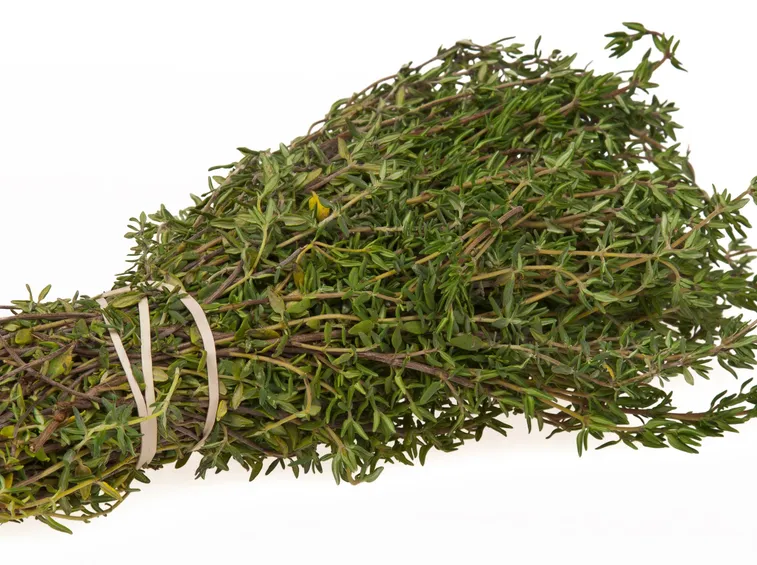 Timo pianta aromatica
