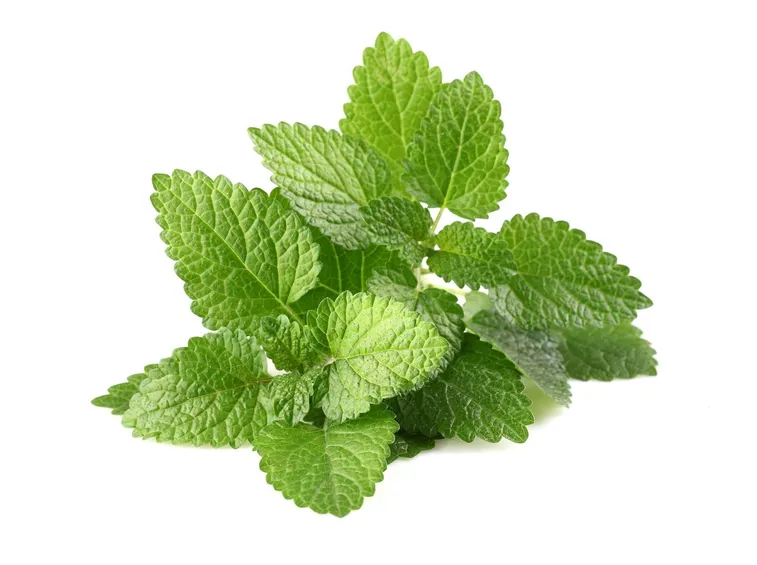 Melissa pianta aromatica