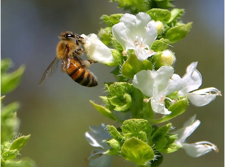 Ape su fiori di basilico