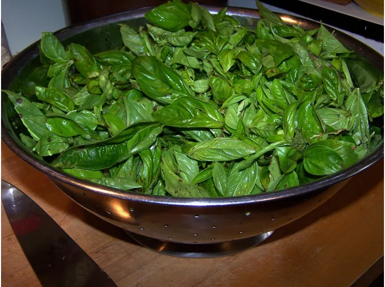 Raccolta di foglie di basilico