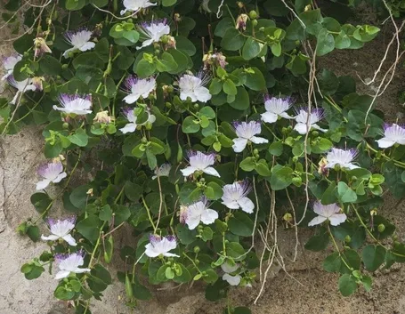 Pianta di Cappero in fiore