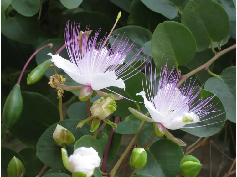 Fiore del Cappero