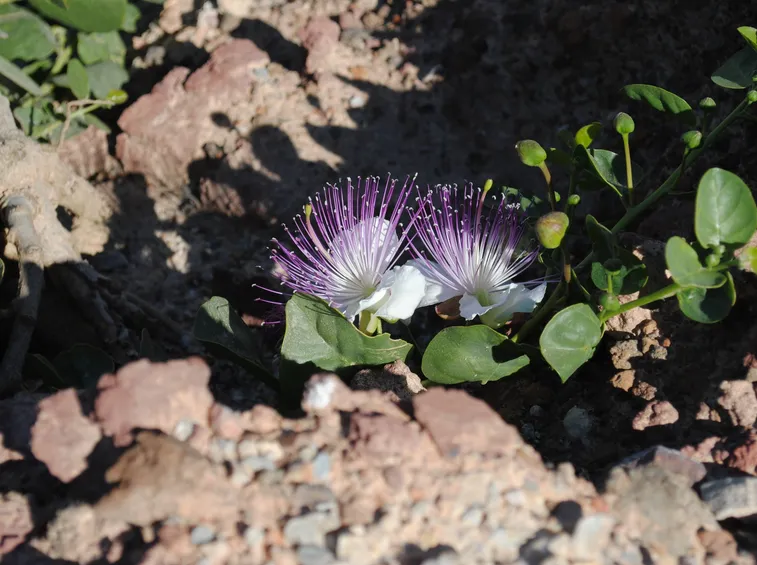 Pianta di Capperi in fiore