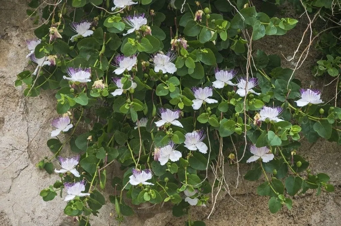 Pianta di Cappero in fiore