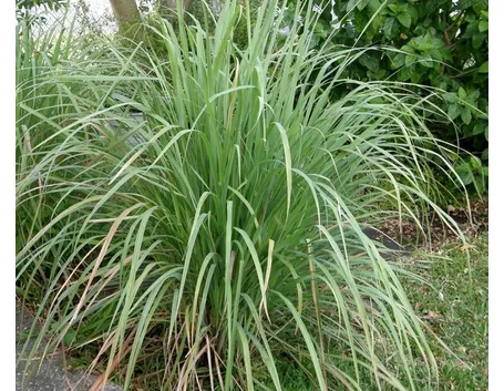 Una pianta di citronella in piena terra