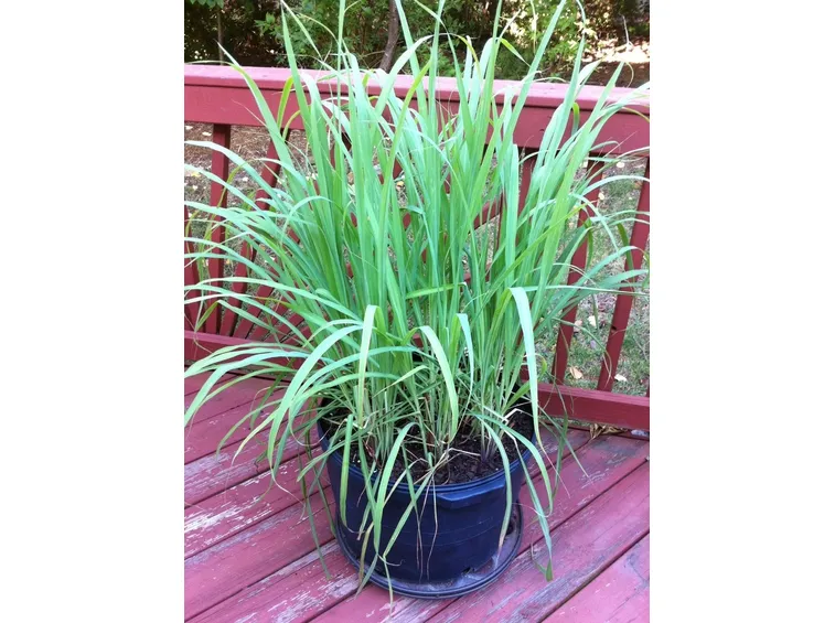 Pianta di citronella in vaso