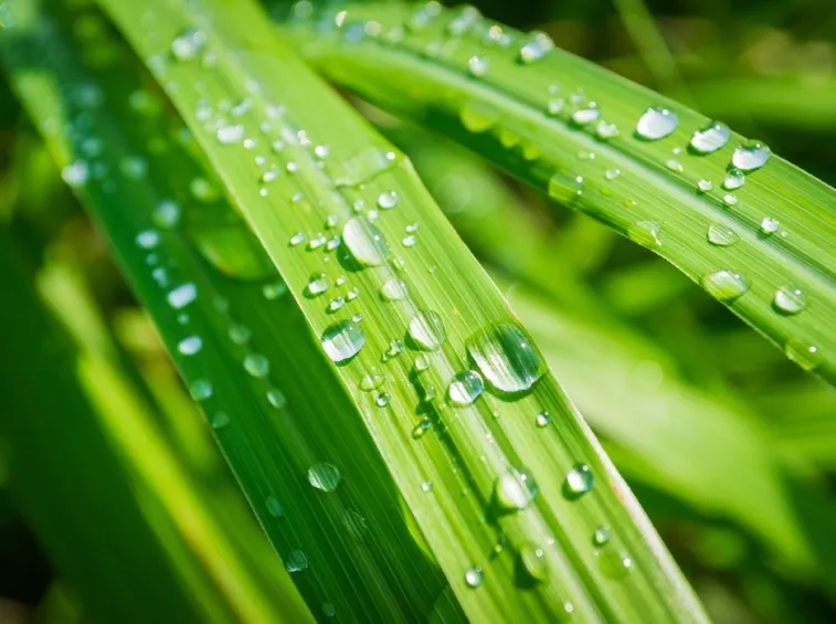 Particolare delle foglie nastriformi della citronella