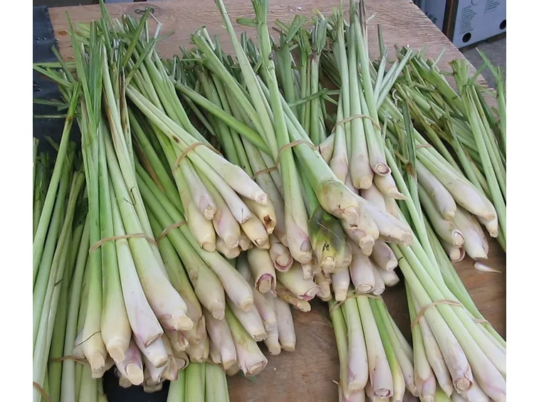 Fusti di citronella appena raccolti