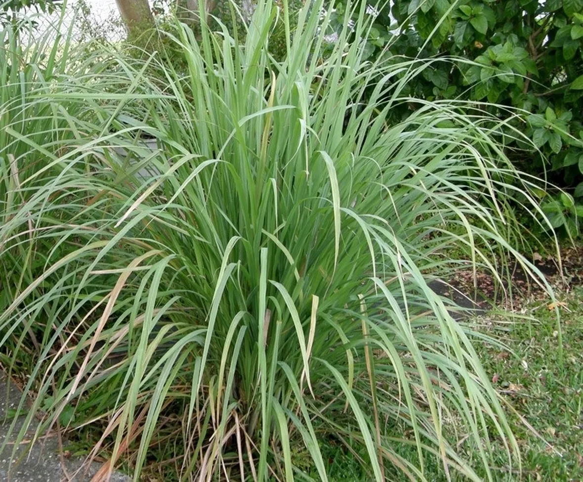 Una pianta di citronella in piena terra