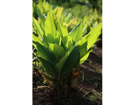 Pianta curcuma