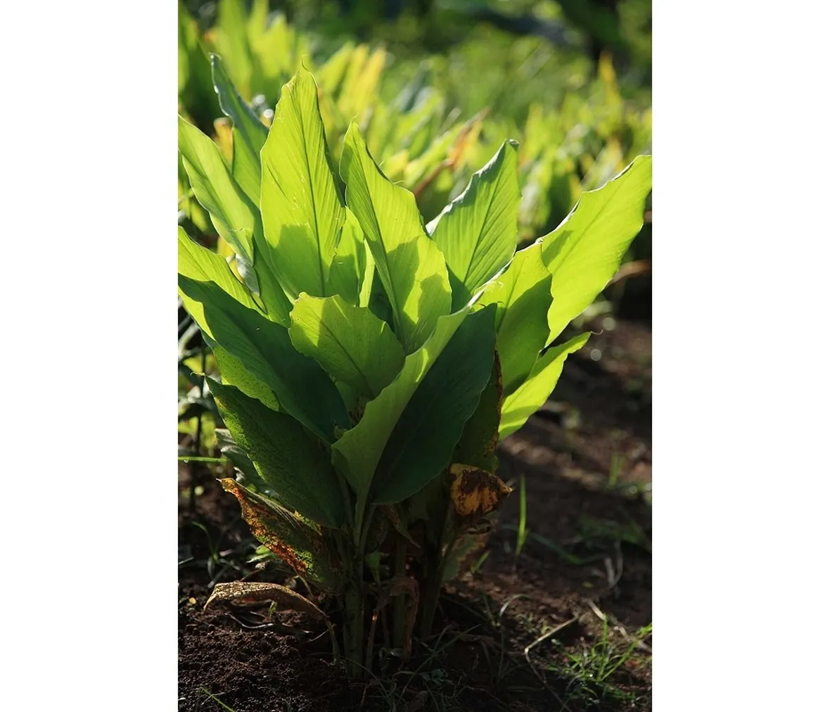 Pianta curcuma