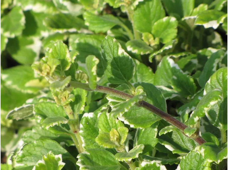 Pianta aromatica