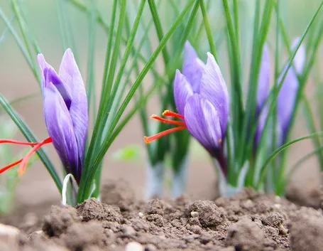 Fiori di zafferano