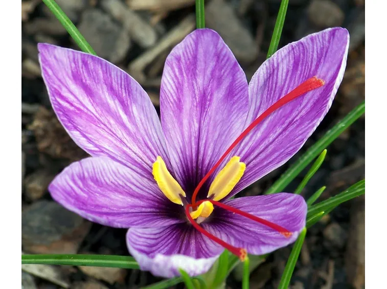 Fiore di crocus con stimmi
