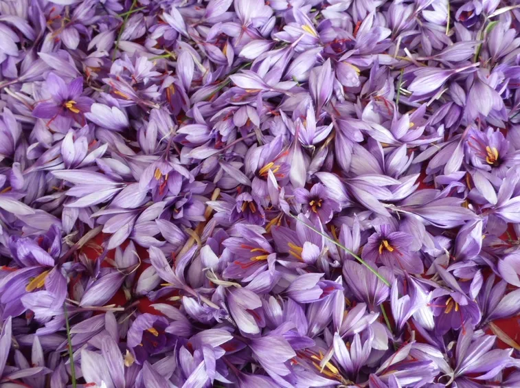 Raccolto di crocus per ricavare zafferano