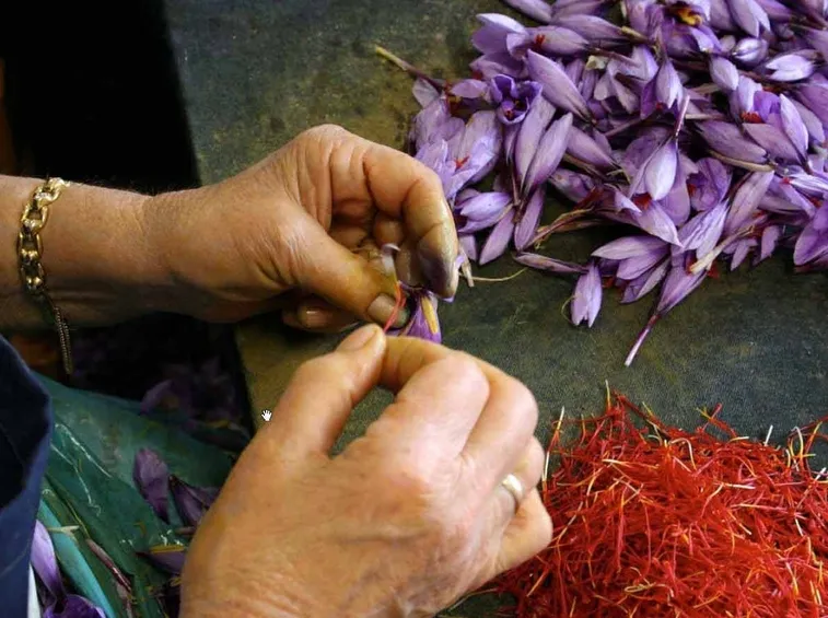 Il paziente lavoro di separazione degli stimmi