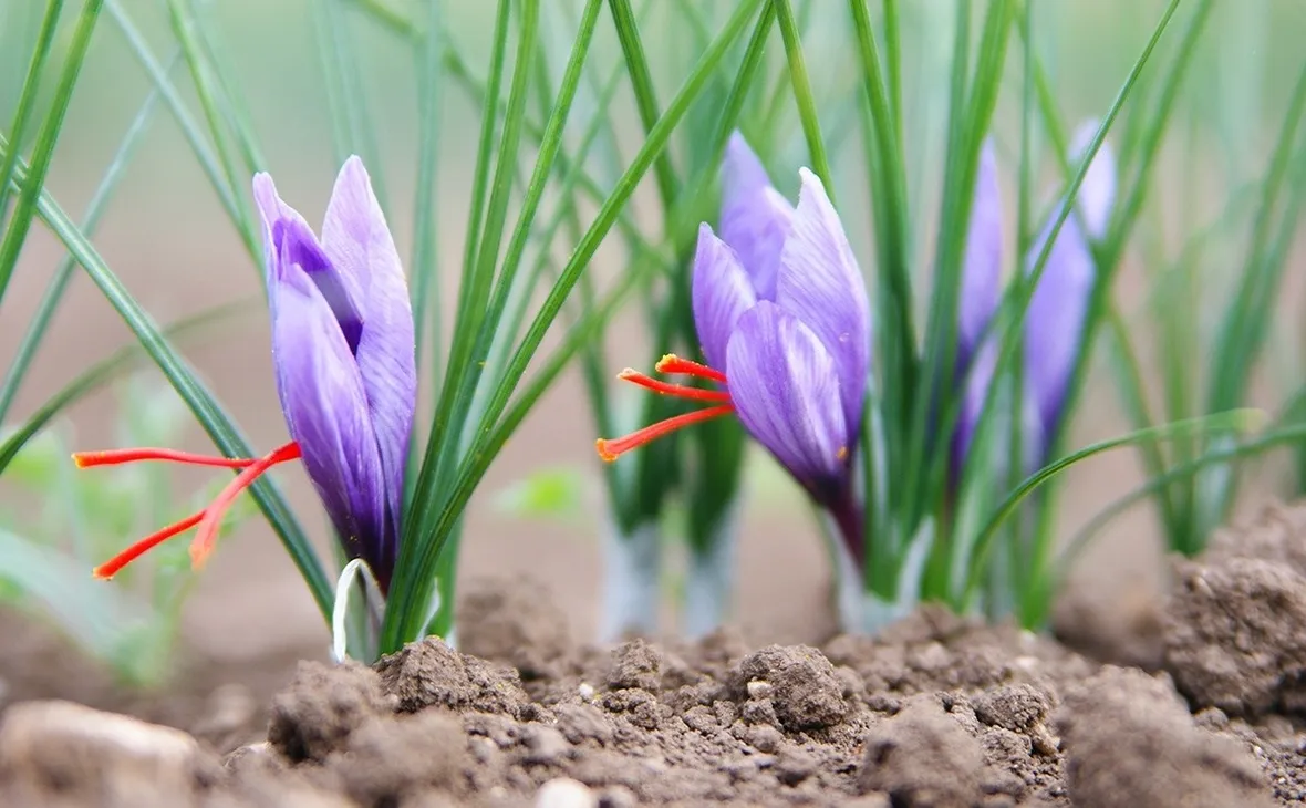 Fiori di zafferano