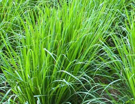 Pianta di Citronella Cymbopogon citratus