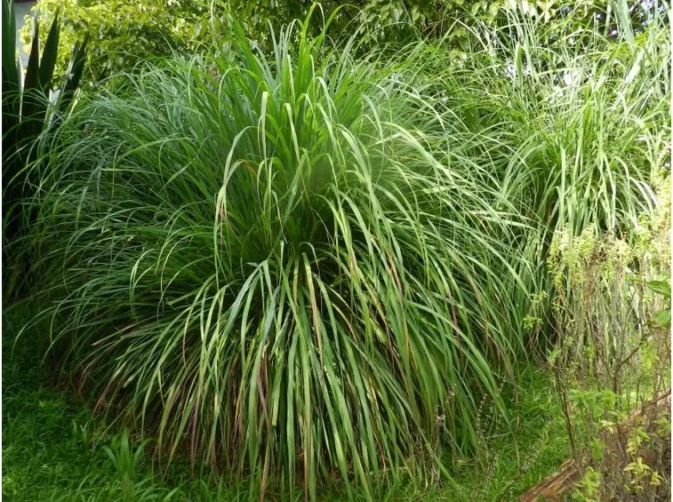 Pianta di Citronella Cymbopogon citratus
