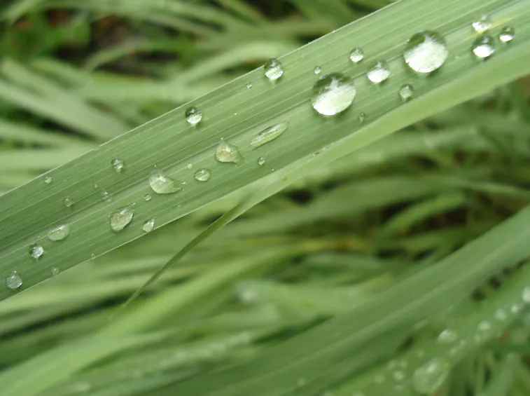 Piante di Citronella, Cymbopogon citratus