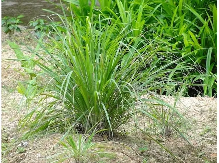 Pianta di Citronella, Cymbopogon citratus
