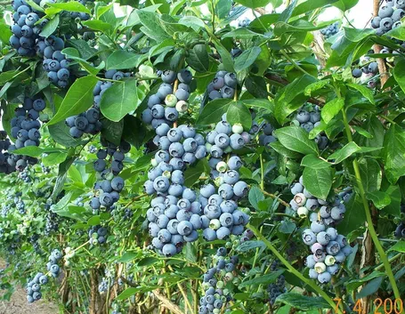 Mirtilli coltivati in permacoltura