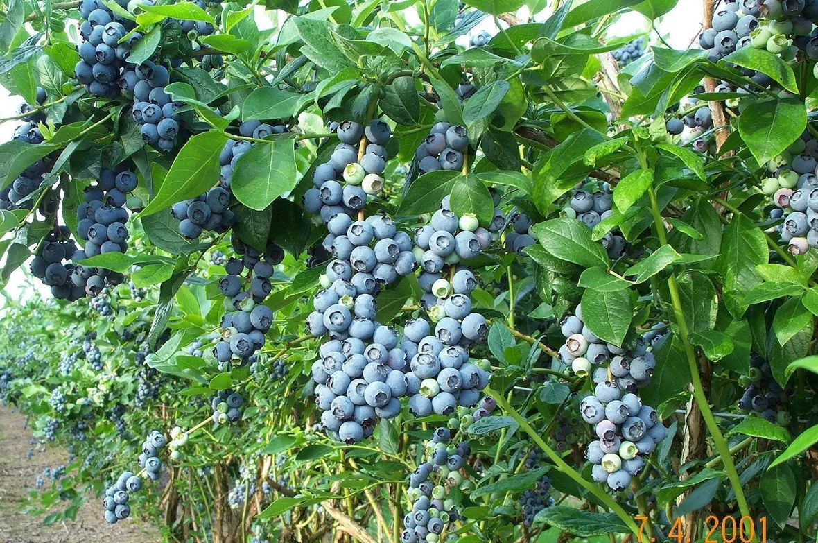 Mirtilli coltivati in permacoltura
