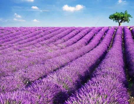 Campo di lavanda