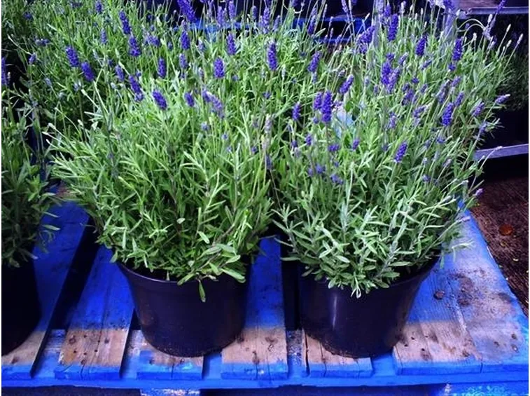 Vasi con piante di lavanda