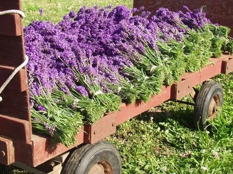 Raccolta dei fori di lavanda