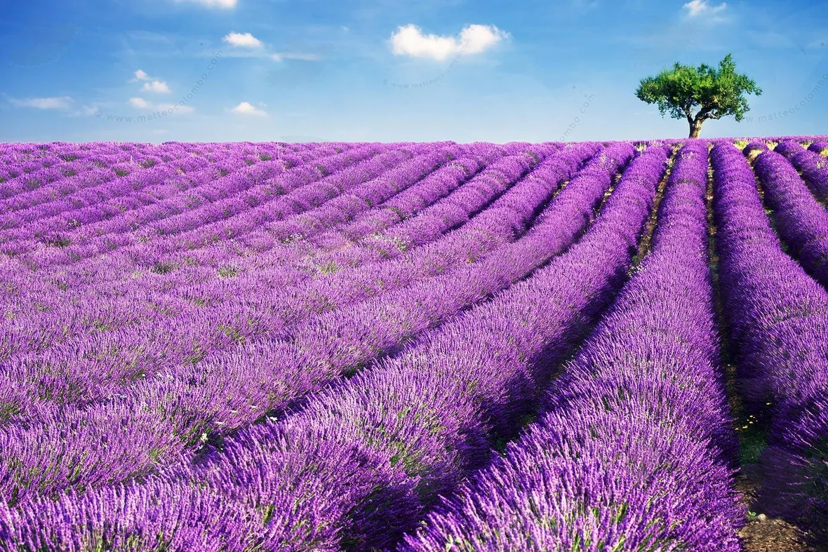 Campo di lavanda
