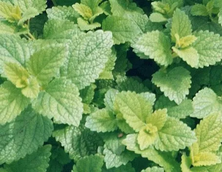 Melissa officinalis