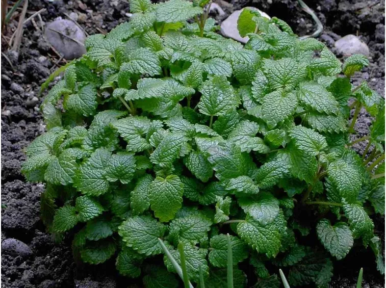 Pianta della melissa